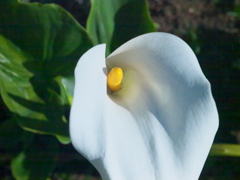 R4247549
