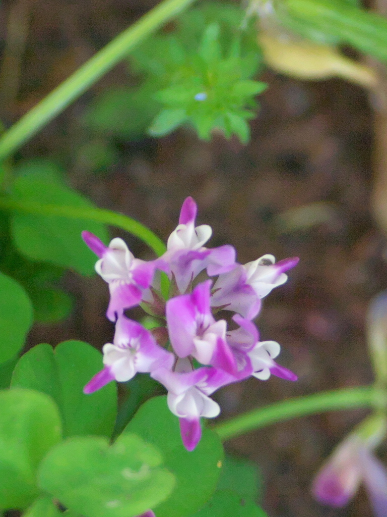 2020 05 07 野の花2
