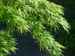 R4247656