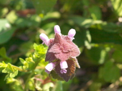 R4087303_1