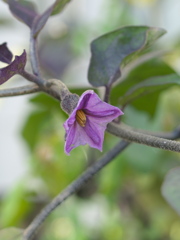 PB045667