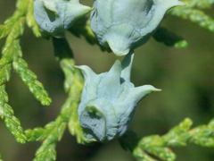R5077803