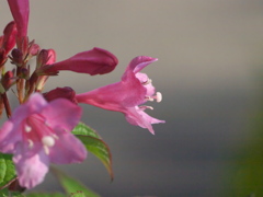R4247612