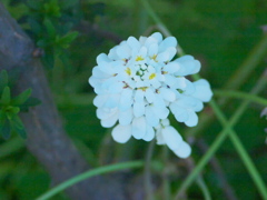 R4247648