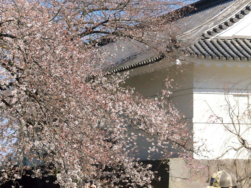 2019 04 04 小田原行3