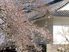 2019 04 04 小田原行3