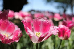 昭和記念公園チューリップ