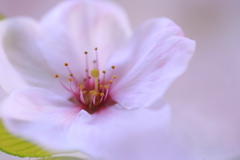 ふわり桜