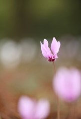 高山植物園にて、その三・・・。