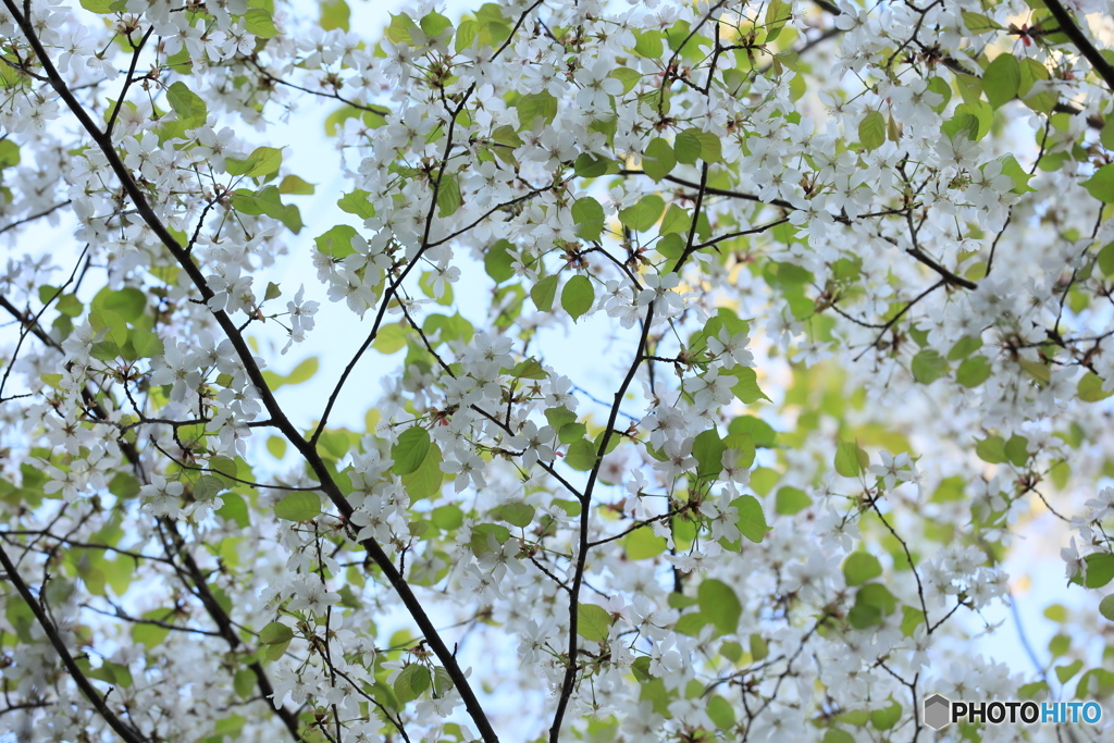 葉桜ですが…。