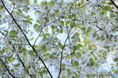 葉桜ですが…。
