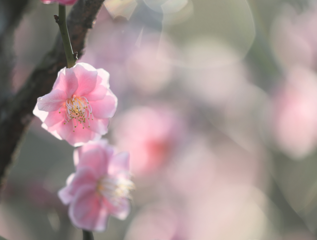 煌めいて、春・・・。