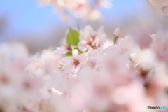 桜ふわり…。