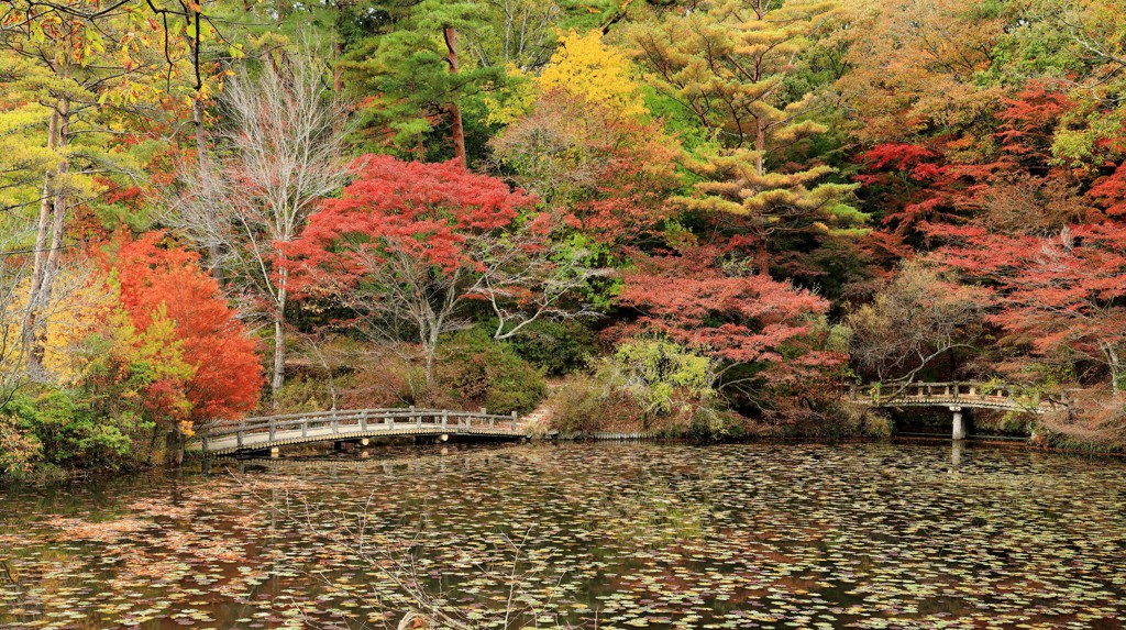 森林植物園にて、その三・・・。