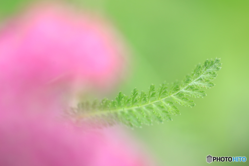 花より・・・・。