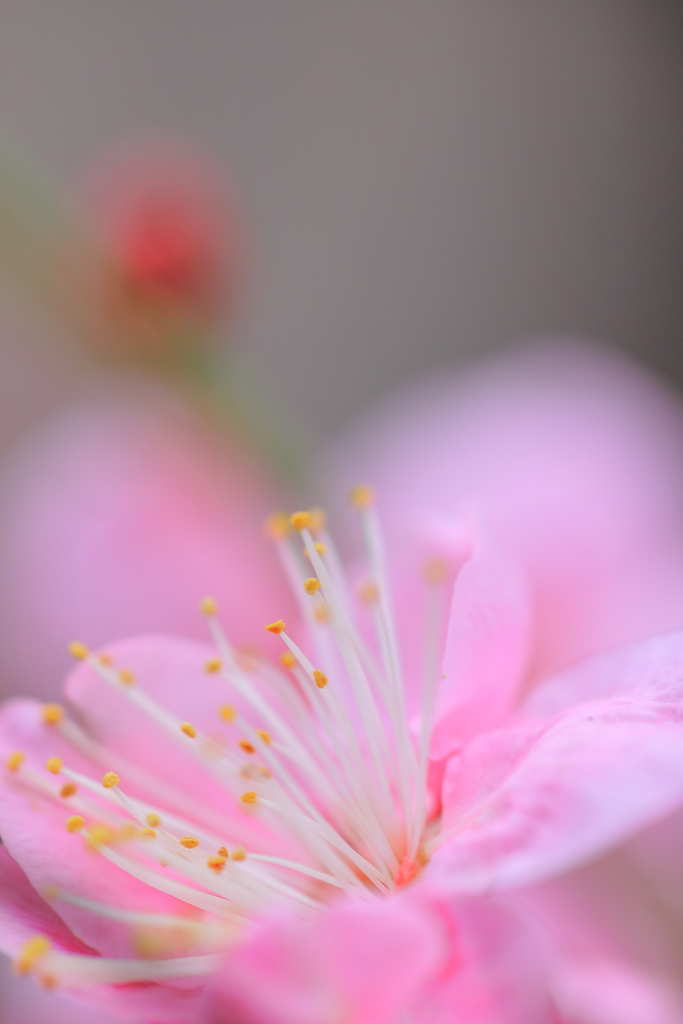 初々しく・・・。