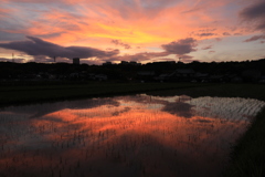 雨上がりの夕焼け・・・。