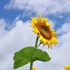 夏の思い出・・・。