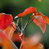 紅葉・・・。