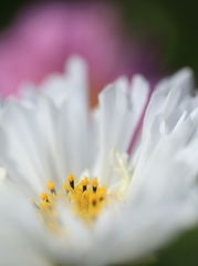 秋桜その一・・・。