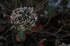 晩秋の紫陽花・・・。