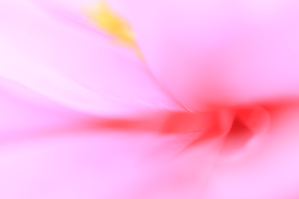 牡丹、ふんわり…その二。