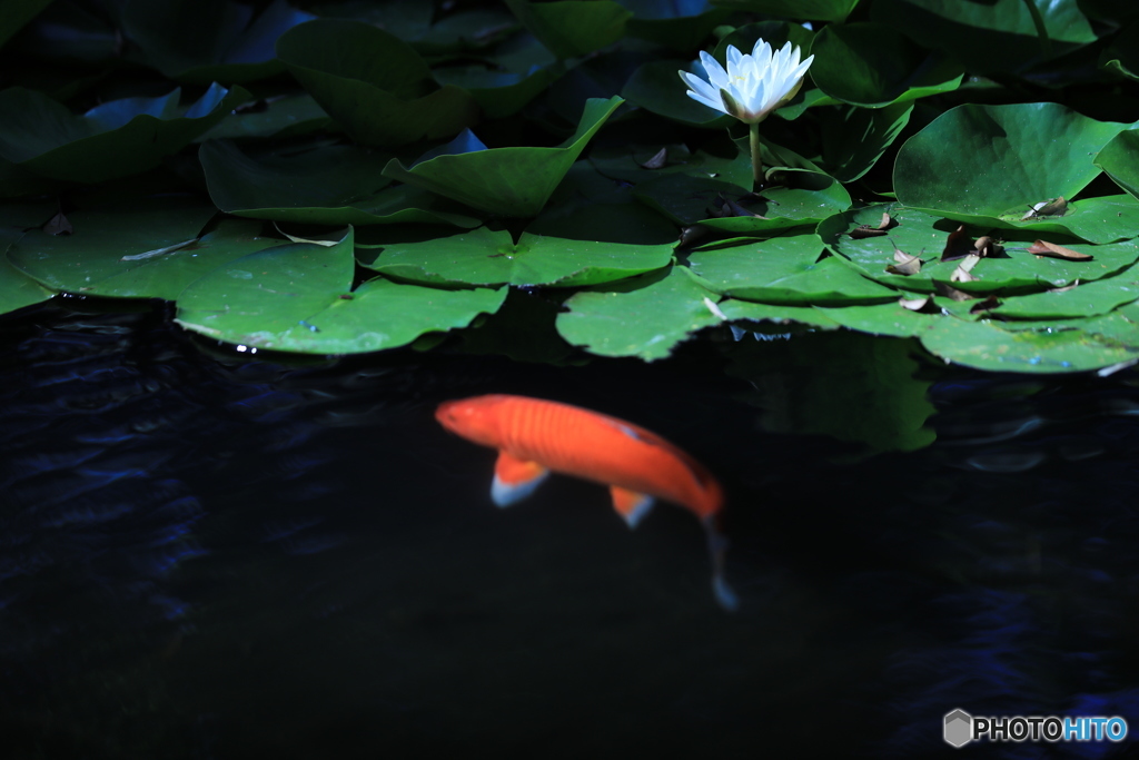 気ままな鯉・・・。