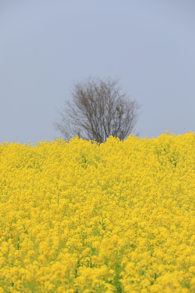 娘と二人で公園散歩、その二・・・。