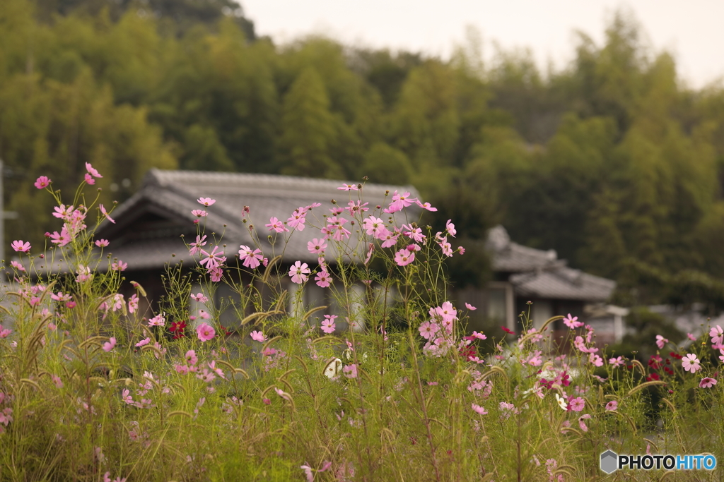 里の秋・・・。