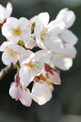 開花しました・・・。