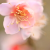 ふんわり・・・。