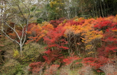 森林植物園にて・・・。