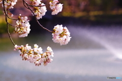 桜④