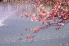 桜③