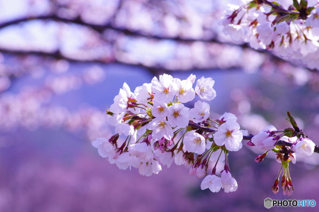 桜①