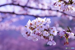 桜①