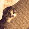 ぬこ②
