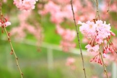 しだれ桜