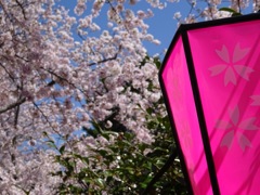 浜松城桜