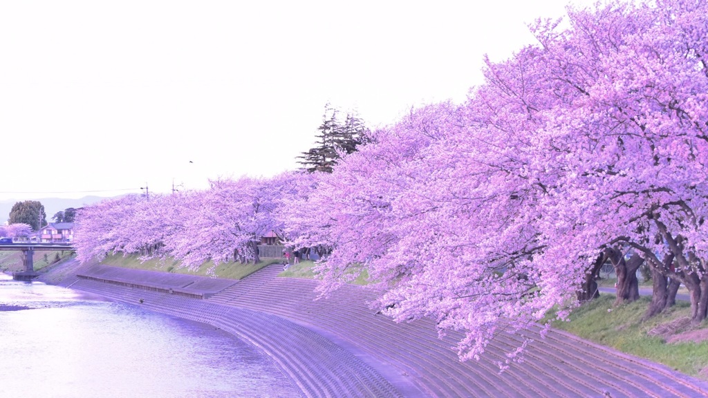 浜松の桜