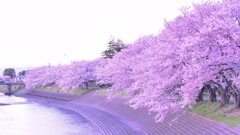 浜松の桜