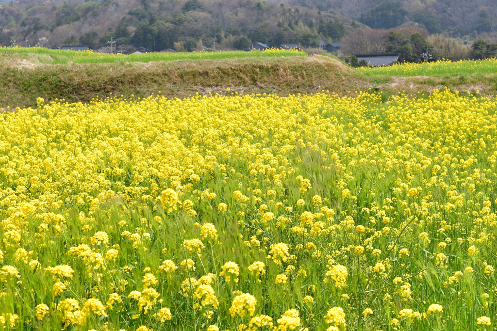 菜の花