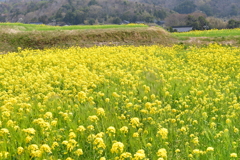 菜の花