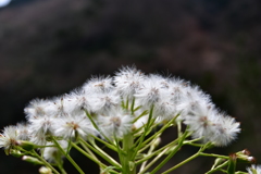 綿毛