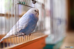 インコちゃん