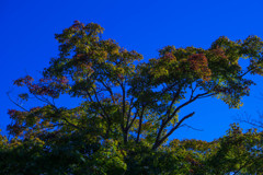 美濃国分寺跡歴史公園