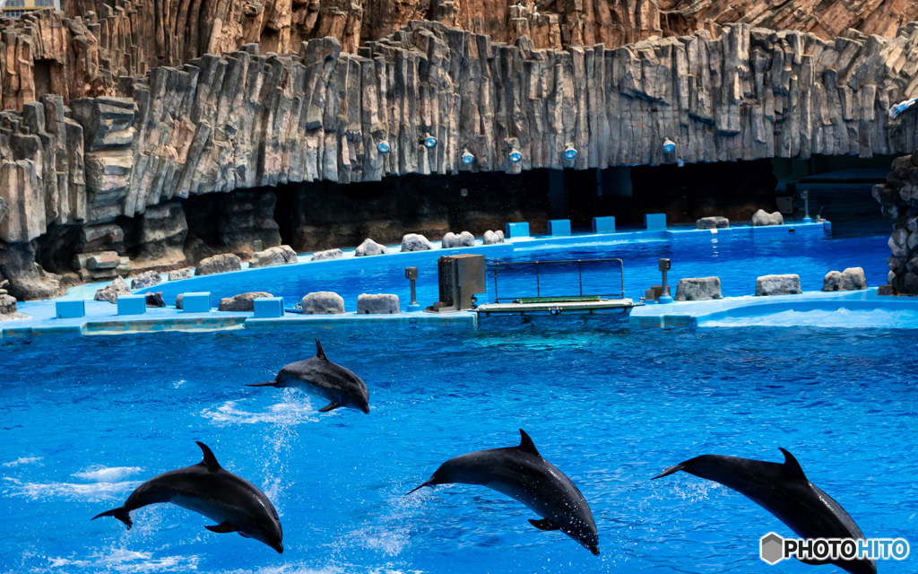 EOS 7D Mark II_0866名古屋港水族館　イルカ