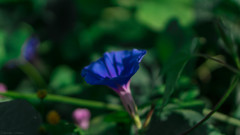DSC04387