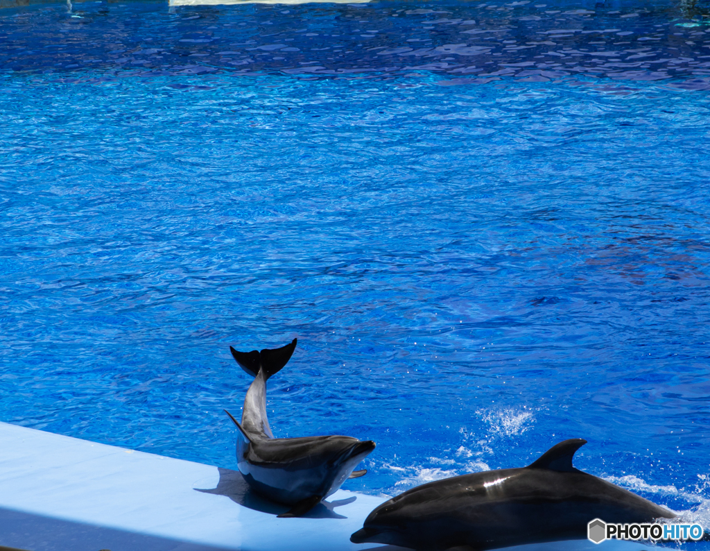 EOS 7D Mark II_0718 イルカ