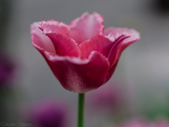 _DSC1481